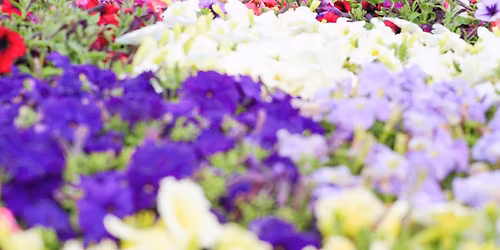 Plant Sale OPENING WEEKEND!
