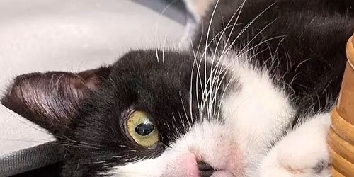 Cat Adoption Event at Nature's Feed!