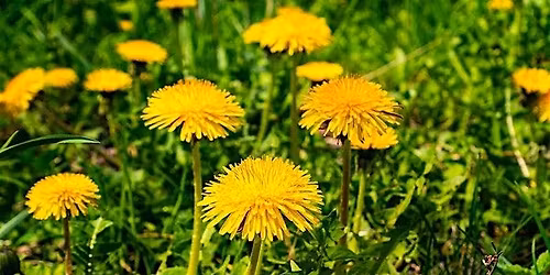 Spring Reset: Cleanse and Renew with Ayurveda