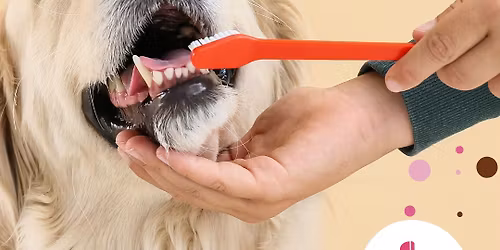 Dental Day - Anesthesia-free \/ No Sedation