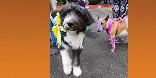 Mardi Paws Dog Parade