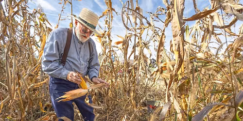 Corn Harvest