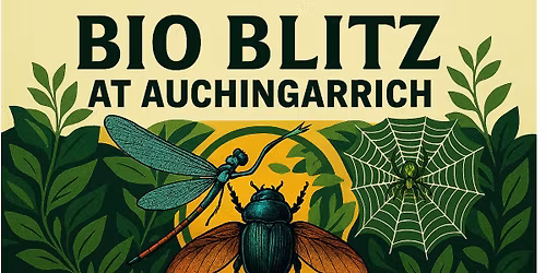 Wildflower Meadow Bio Blitz