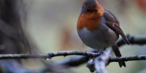 Beginners Guide to Garden Birds (Again!)