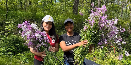 Foraging Invasives as Stewardship: Dame's Rocket \/\/ Saturday, May 9th