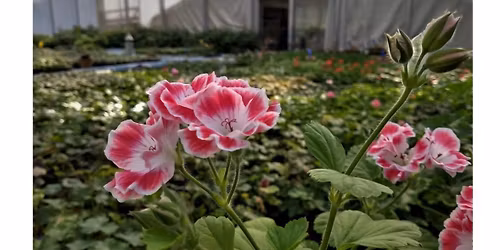 Pelargonium - foredrag og plantesal