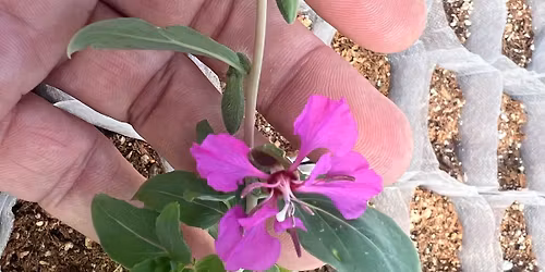 Memorial Day Weekend BBQ and native plant sale!