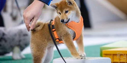 Forebyggende styrketrening for hund - trinn 1
