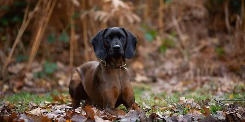 Spring Bavarian Walkies