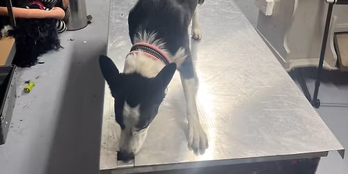 Fullbokat! Tema nosework individuellt fokus