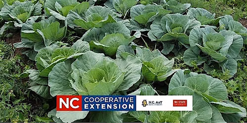 Leaf it to Us: Growing Delicious Collards and Other Greens