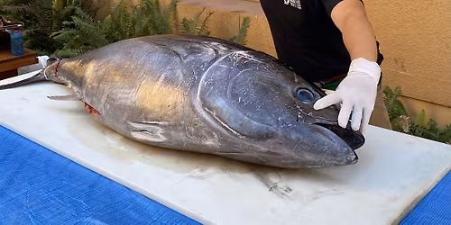 Akari's Bluefin Tuna Cutting & Sake Night \u2014 May Edition