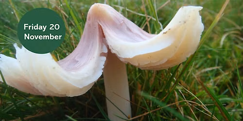Waxcap Wander