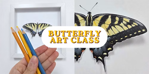 Butterfly Art Class: Eastern Tiger Swallowtail Butterfly