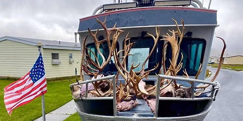 Adak Bull Caribou opens at Adak Lodge and Outfitters!