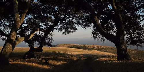 Morning Walk Through the Oak Woodland at Dangermond Preserve