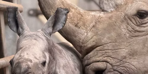 Rhinoceros