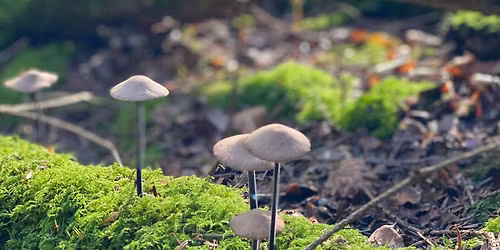 Svampejagt og suppe! 