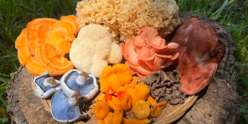 Wild Mushroom Foraging Certification Course (SC, NC, GA, VA, AL, PA, NY, RI) \u2013 5-Year State-Approved