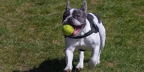 Frenchie Friends July Meet up!