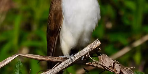 Birdathon walk at Forest Exploration Center