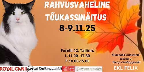 WELCOME TO 248 and 249 INTERNATIONAL CAT SHOWS IN ESTONIA , TALLINN , FELIX IN November 08 -  09th