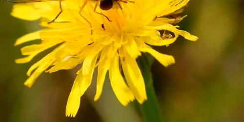 Pollinator & Hummingbird Garden Planning Workshop