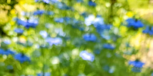 Mindfulness-Based Stress Reduction - Fall 2025 Course