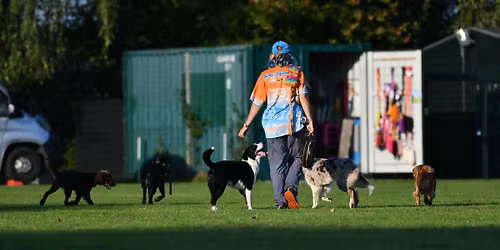 Stage Agility & Hoopers Hayley Laches