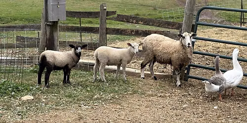 Rainbow Fleece Farm's Summer Wool Frolic Prelude to Tour de Fleece