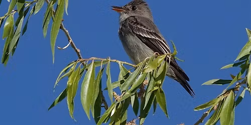 Grimes Creek Headwaters - Bird Hike & Wildlife Camera Volunteer Opportunity