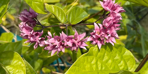 1st Saturday of the month MAY PLANT EXCHANGE