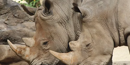 2026 Rhino Encounters