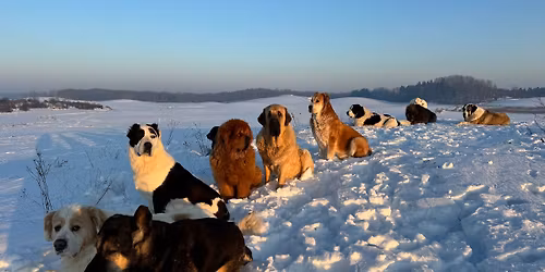 Warsztaty komunikacji "Zrozumie\u0107 psa" z Sylwi\u0105 Najsztub