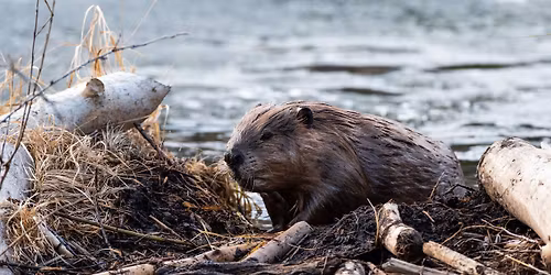 Legacy Park Beaver Complex Tour