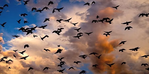 Bird Talk & Tour: Bird Migration
