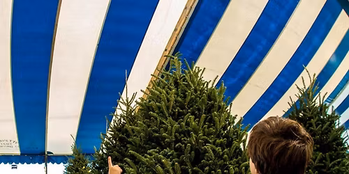Fresh-Cut Christmas Trees in Kissimmee 2025