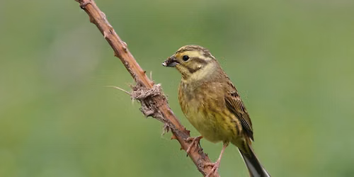 Free Guided Walk with Nature at Hothfield Heathlands KWT \t