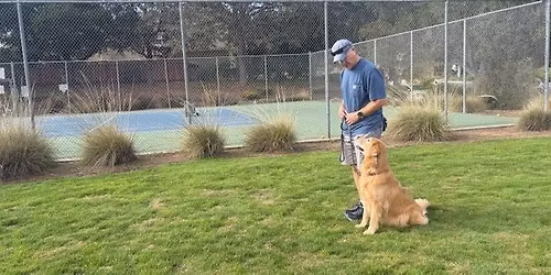 Obedience & Rally - Focus & Heeling Dog Training