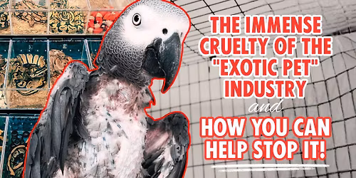 Meetup: The Immense Cruelty of the "Exotic Pet" Industry and How You Can Help Stop It!