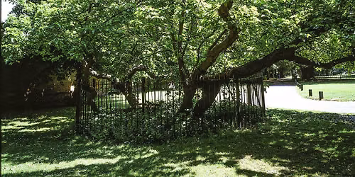 See London's oldest mulberry trees
