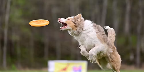 Disc Is All You Need - UpDog Challenge - Rochester, MN