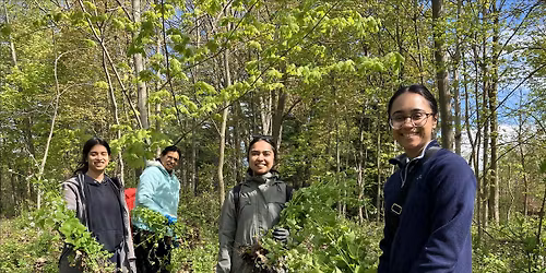 Rattray Marsh Invasive Plant Removal