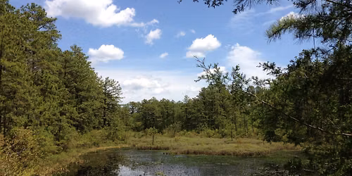 Ultimate Tree ID Hike
