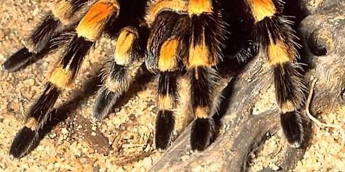 Wildlife Wonderings \u2013 Along Came a Spider (or Two