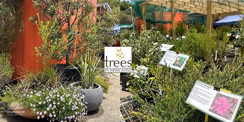 Behind the Scenes of Trees In Newcastle