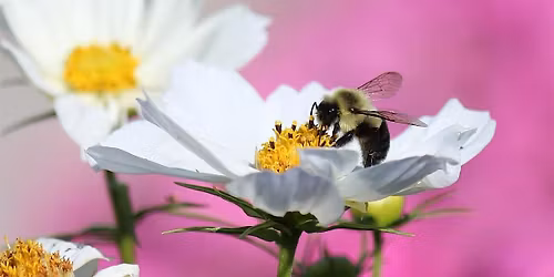 Bumblebee Expedition Walks