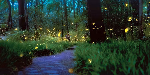 Fireflies at Washington Crossing State Park