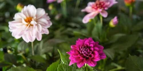 2026 Itasca County Master Gardener Plant Sale