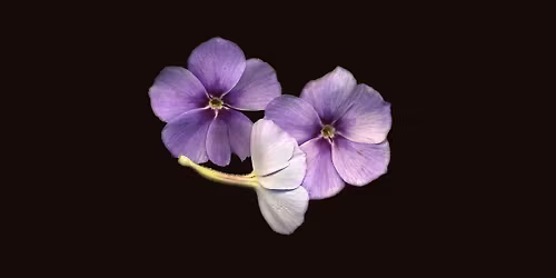 7-14-2026  African Violets